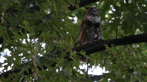 Male Great Horned Owl Hooting 8 11 2018 Forest Park St Louis Missouri Usa Youtube