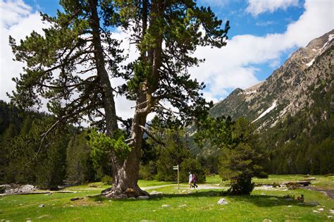 Excursión Aigüestortes Estany Llong Ruta guiada 1 día Roger Gras