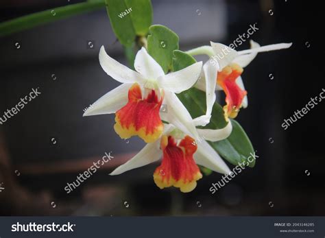 11 Imágenes De Dendrobium Formosa Orchids Imágenes Fotos Y Vectores