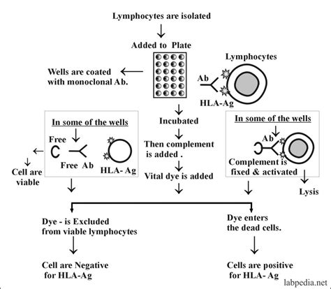 Chapter 10 Human Leucocyte Antigen Hla Major Histocompatibility