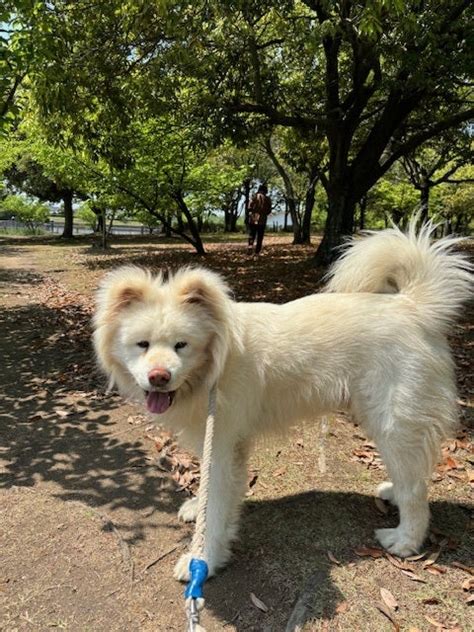 久しぶりに晴れて公園に行けたよ☆ りゅまゆき☆ライフ♪