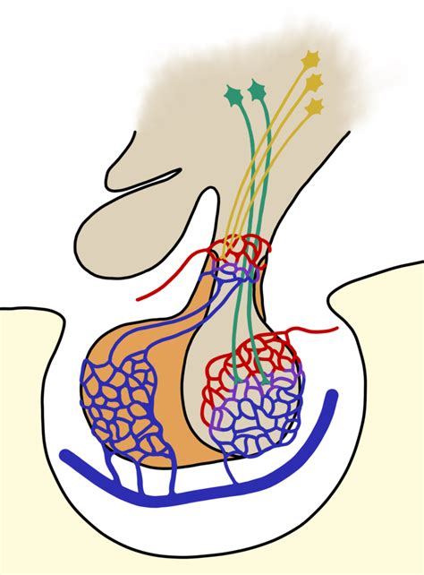 Pituitary Gland Diagram Quizlet