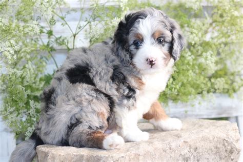 Mini Male Bernedoodle Merle Tri Color Markings