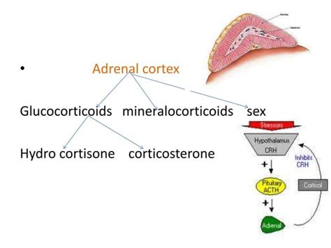 Adrenal gland disorders | PPT