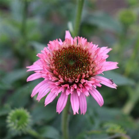 Echinacea Butterfly Kisses Coneflower Butterfly Kisses In