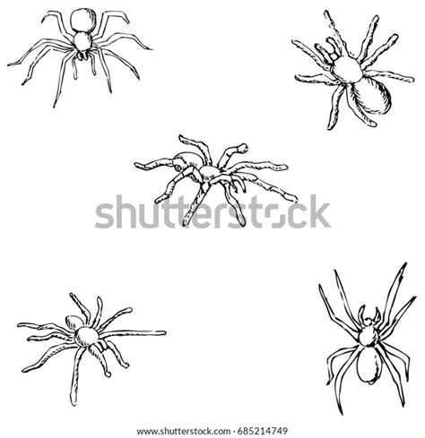 Spiders Sketch By Hand Pencil Drawing Stock Illustration 685214749