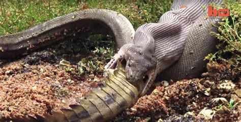 Reptile Death Match Snake Devours Crocodile Video Live Science