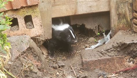 How To Get Rid Of A Skunk Under Your Deck Trutech Wildlife Service