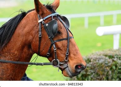 Horse With Blinders Photos and Images | Shutterstock