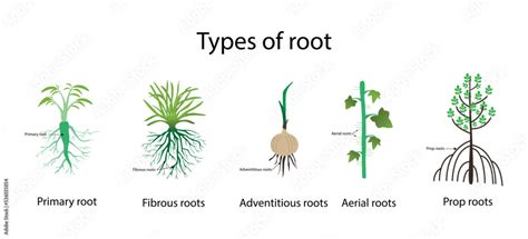 illustration of biology and plant kingdom, types of roots in plant, Roots are the important ...