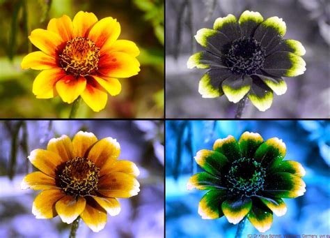 Ultraviolet Photography How To Get Bright And Creative Images