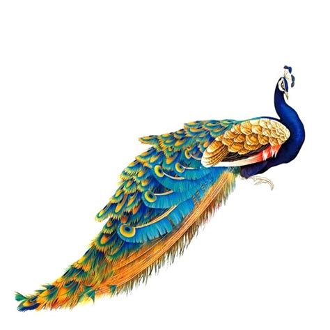 Peacock Drawing Easy Free Download On Clipartmag