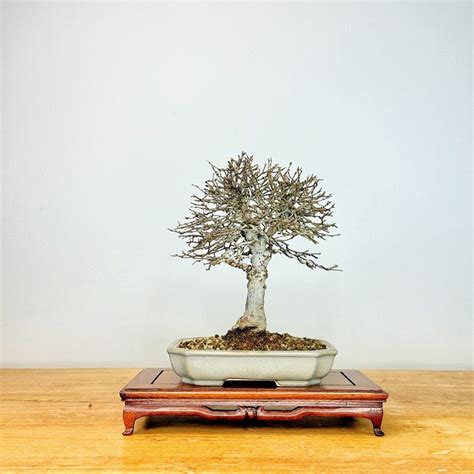 Bonsai Olmo Giapponese Zelkova Altezza Albero Cm Profondit