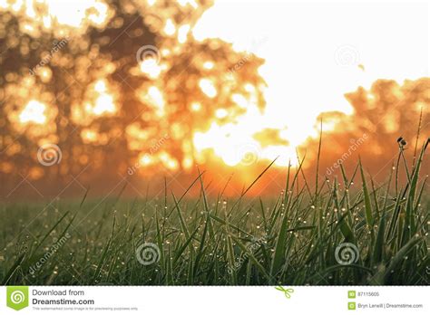 Wet Grass At Sun Rise Stock Image Image Of Trees Shot 87115605