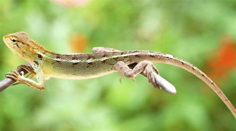 Types Of Garden Lizard In India | Fasci Garden