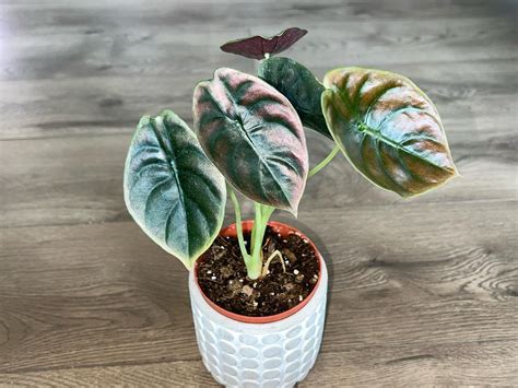 Alocasia Cuprea Red Secret Elephants Ear Plant Care Tips