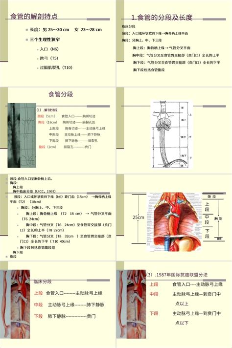 食管癌流行病学病理类型教学课件ppt模板【135页】 格调办公