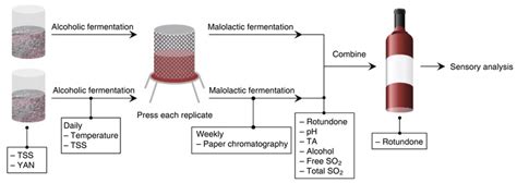 Fermentation Process Of Wine