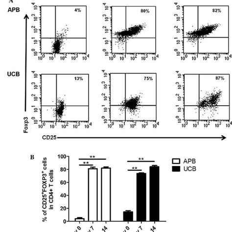 Pdf Expansion Of Regulatory T Cells From Umbilical Cord Blood And