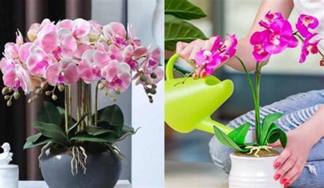 Guía y consejos para el Cuidado de Orquídeas en interiores Eco Jardín