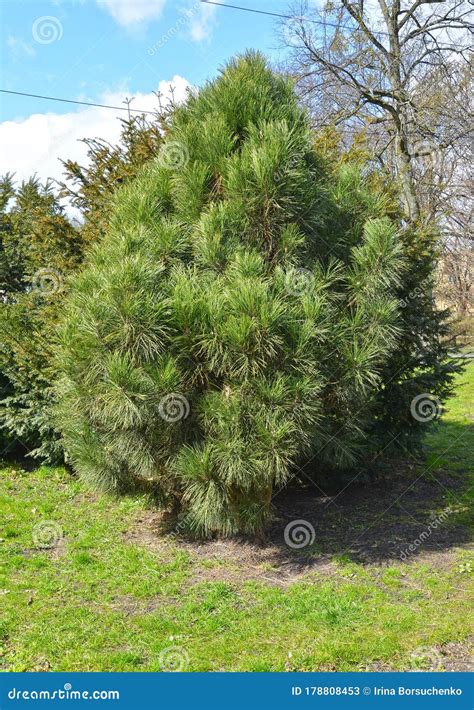 Black Austrian Pine Pinus Nigra Jf Stock Image Image Of Blue Sunny