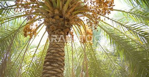 Fruitful Palm Farms In The Kingdom Of Saudi Arabia Farms For The