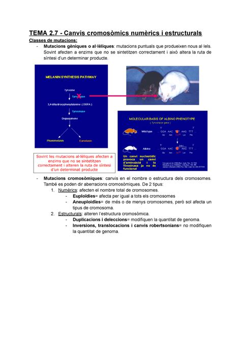 T2 7 Canvis cromosòmics numèrics i estructurals Genética UdG Studocu