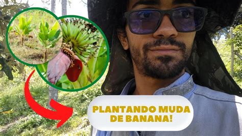 Plantando Muda De Banana Youtube