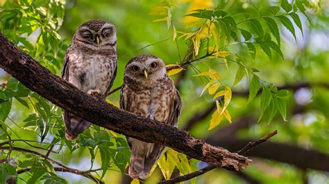 Calling All Bird Nerds Species You Can Spot On Nat Habs Us National