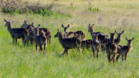 Saadani National Park Sironka Tours Safaris Limited