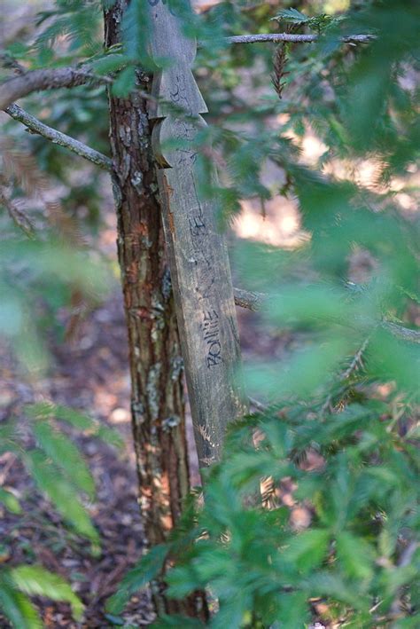 Her Redwood John Cambre Flickr