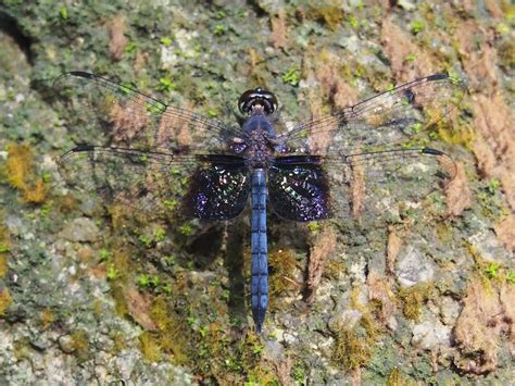 Tyriobapta Torrida Treehugger Upper Seletar Reservoir S Flickr