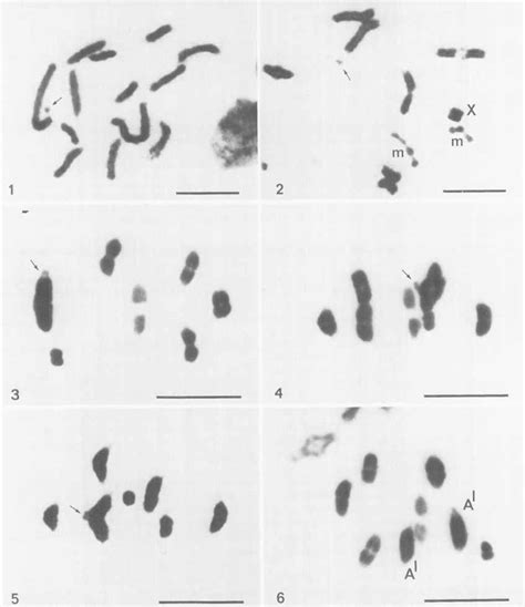 Mitotic And Meiotic Chromosomes In Myrmus Miriformis Male Fig 1