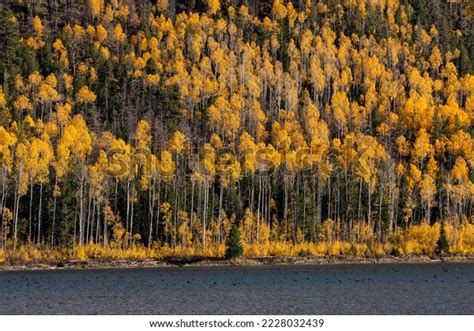 Pando Tree Aspen Tree Fall Season Stock Photo 2228032439 | Shutterstock