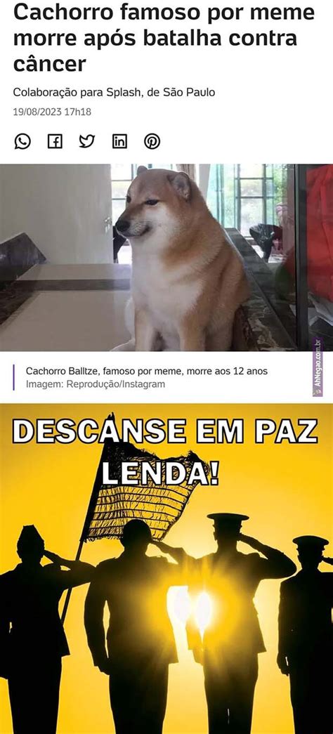 Cachorro famoso por meme morre após batalha contra câncer Colaboração