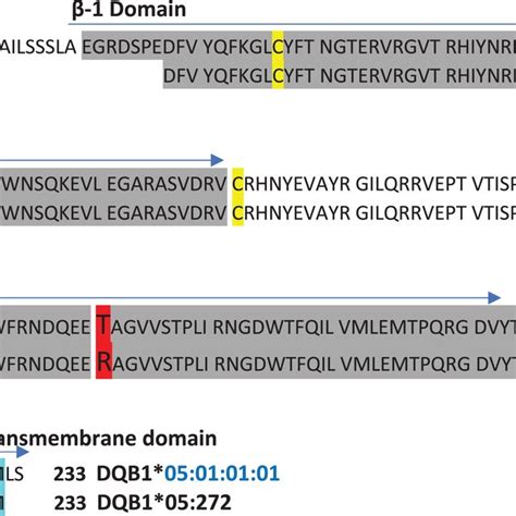 Annotated Hla‐dqb1 Amino Acid Sequence Alignment Showing Novel Download Scientific Diagram