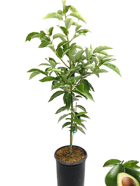 Altura del aguacate: Todo lo que debes saber sobre el cultivo en