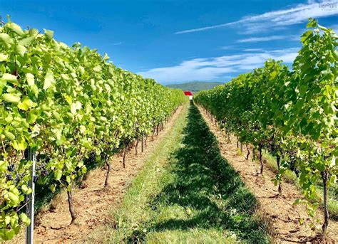 Nova Scotia Vineyard For Sale Vinesmart