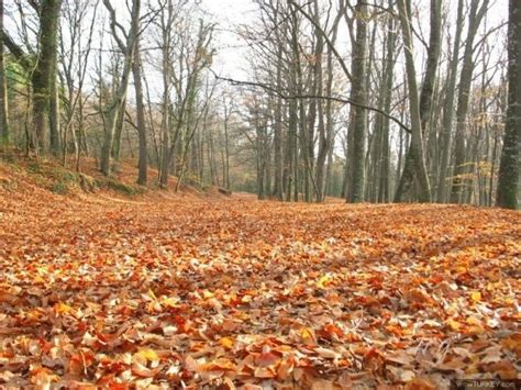 Leaves On The Ground In Front Of Trees