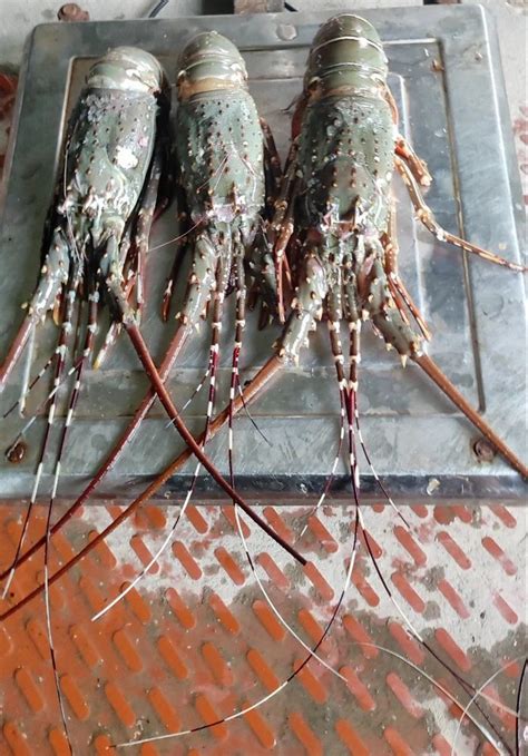 Silver Frozen Sand Lobster Fish 1kg Packaging Type Loose At Rs 1800