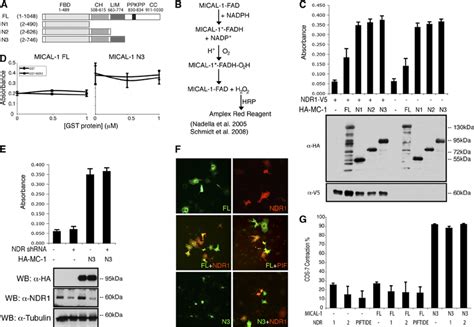 NDR Kinases Have No Effect On MICAL 1 Enzymatic Or Cell Contraction