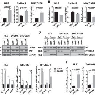 SMAD7 Overexpression Promotes Cell Proliferation And Activates