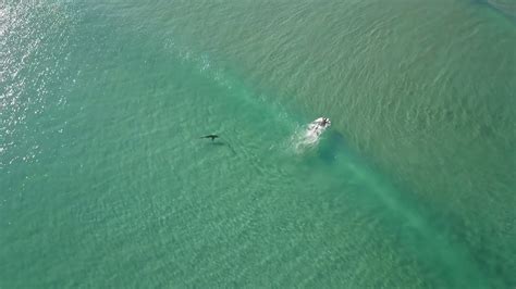 Drone Footage Shows Sharks Swimming Closer To People More Often