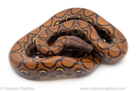 Brazilian Rainbow Boa Female Med Outback Reptiles