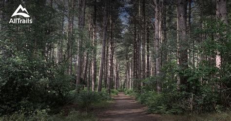 Best trails in Thetford Forest Park, Suffolk, England | AllTrails