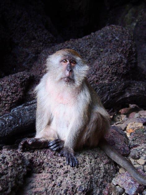 Premium Photo Monkey Sitting On Rock