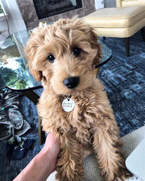 Cutest Goldendoodle Puppies Week Old Miniature Goldendoodle Named