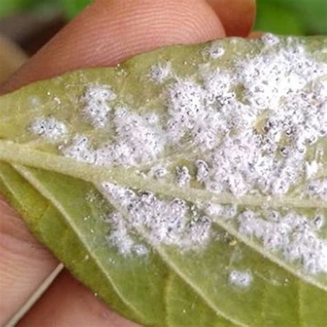 Mealybugs Treatment How To Get Rid Of Mealybugs