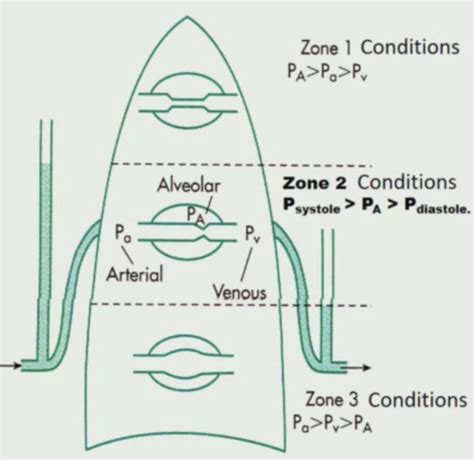 Physio Physio CH 39 Pulmonary Circulation Flashcards Quizlet