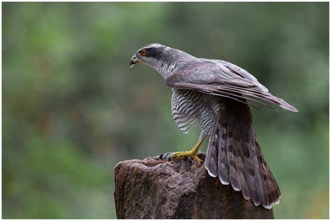 Northern Goshawk - Esteemed Bird of Prey | BirdNote